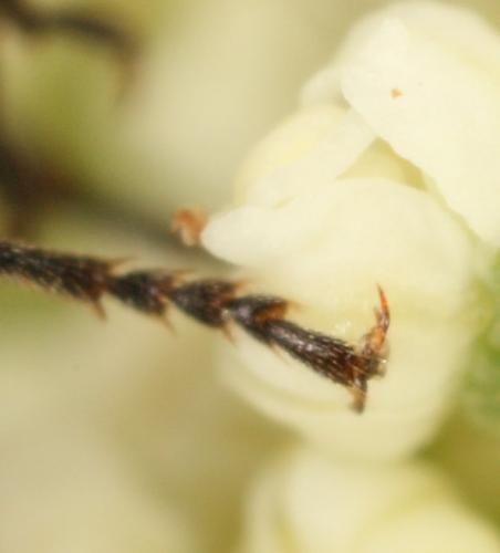 Holopyga sp.
